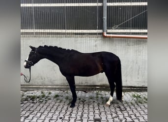 KWPN, Gelding, 3 years, 14.3 hh, Smoky-Black