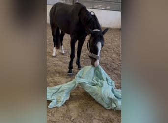 KWPN, Gelding, 3 years, 14.3 hh, Smoky-Black