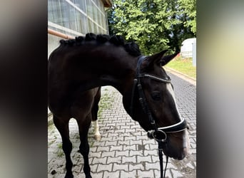 KWPN, Gelding, 3 years, 14.3 hh, Smoky-Black