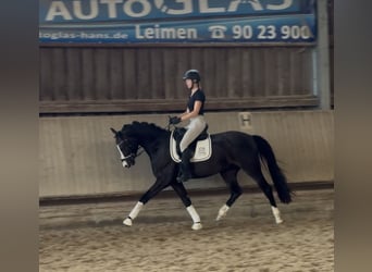 KWPN, Gelding, 3 years, 14.3 hh, Smoky-Black