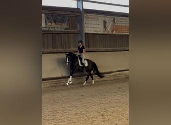KWPN, Gelding, 3 years, 14.3 hh, Smoky-Black