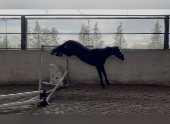 KWPN, Gelding, 3 years, 14.3 hh, Smoky-Black