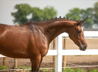 KWPN, Gelding, 3 years, 15.2 hh, Brown