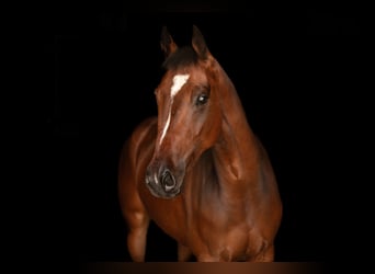 KWPN, Gelding, 3 years, 15.2 hh, Brown