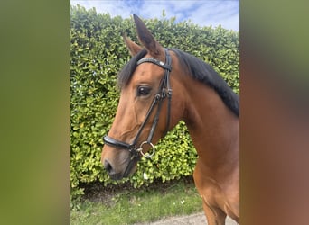 KWPN, Gelding, 3 years, 15.2 hh, Brown