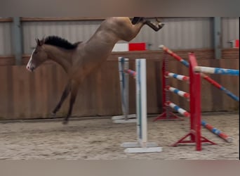 KWPN, Gelding, 3 years, 15,2 hh, Brown