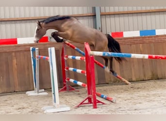 KWPN, Gelding, 3 years, 15,2 hh, Brown