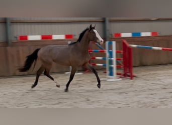 KWPN, Gelding, 3 years, 15,2 hh, Brown