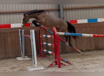 KWPN, Gelding, 3 years, 15,2 hh, Brown