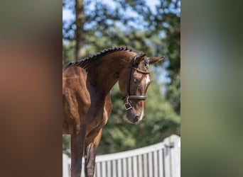 KWPN, Gelding, 3 years, 15.3 hh, Bay-Dark