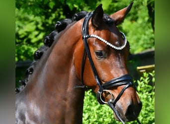 KWPN, Gelding, 3 years, 15,3 hh, Brown