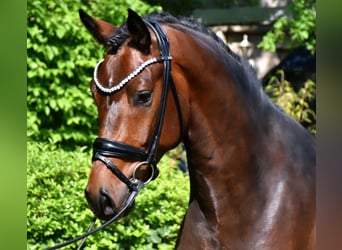 KWPN, Gelding, 3 years, 15,3 hh, Brown