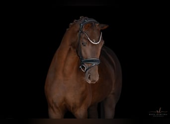 KWPN, Wallach, 3 Jahre, 15,3 hh, Dunkelfuchs