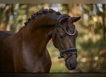 KWPN, Wallach, 3 Jahre, 15,3 hh, Dunkelfuchs