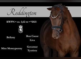 KWPN, Gelding, 3 years, 15,3 hh, Chestnut