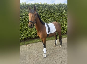 KWPN, Gelding, 3 years, 15,2 hh, Brown