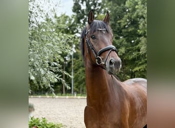 KWPN, Gelding, 3 years, 15,2 hh, Brown