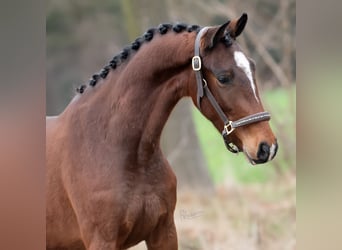 KWPN, Gelding, 3 years, 15,3 hh, Bay-Dark