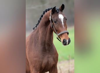 KWPN, Gelding, 3 years, 15,3 hh, Bay-Dark