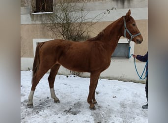 KWPN, Gelding, 3 years, 15,3 hh, Chestnut-Red