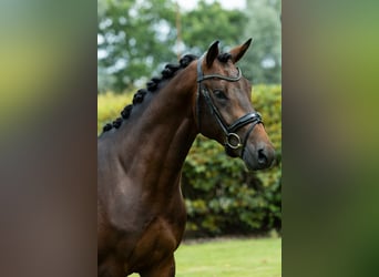 KWPN, Gelding, 3 years, 16.1 hh, Bay-Dark