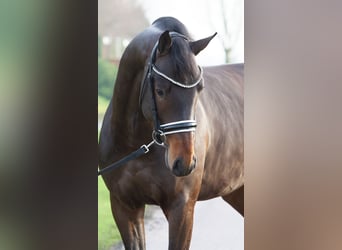 KWPN, Gelding, 3 years, 16.1 hh, Bay-Dark