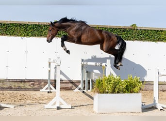 KWPN, Gelding, 3 years, 16.1 hh, Bay-Dark