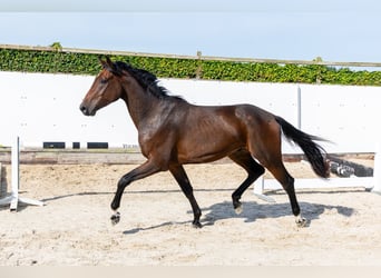 KWPN, Gelding, 3 years, 16.1 hh, Bay-Dark