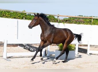 KWPN, Gelding, 3 years, 16.1 hh, Bay-Dark