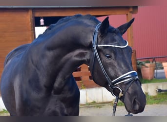 KWPN, Gelding, 3 years, 16,1 hh, Black