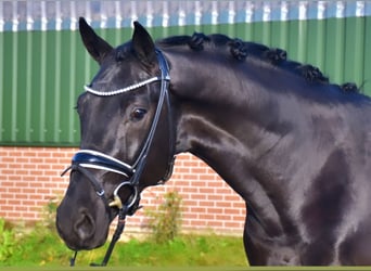 KWPN, Gelding, 3 years, 16,1 hh, Black