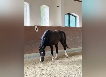 KWPN, Gelding, 3 years, 16.1 hh, Black