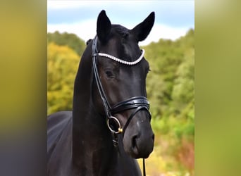 KWPN, Gelding, 3 years, 16.1 hh, Black