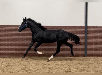 KWPN, Gelding, 3 years, 16.1 hh, Black