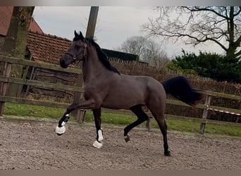 KWPN, Gelding, 3 years, 16.1 hh, Black