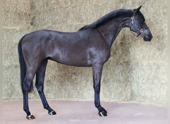 KWPN, Gelding, 3 years, 16.1 hh, Black