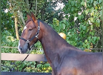 KWPN, Gelding, 3 years, 16.1 hh, Brown