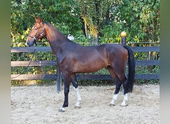 KWPN, Gelding, 3 years, 16.1 hh, Brown