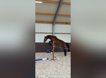 KWPN, Gelding, 3 years, 16.1 hh, Brown