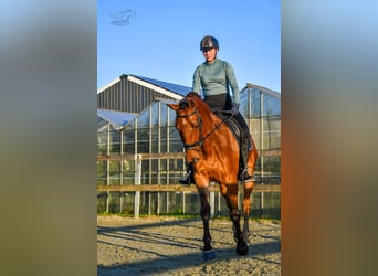 KWPN, Gelding, 3 years, 16,1 hh, Brown