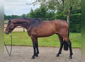 KWPN, Gelding, 3 years, 16.1 hh, Brown