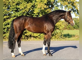 KWPN, Gelding, 3 years, 16.1 hh, Brown