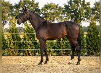 KWPN, Gelding, 3 years, 16.1 hh, Brown