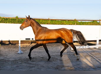 KWPN, Gelding, 3 years, 16.1 hh, Brown