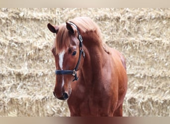 KWPN, Gelding, 3 years, 16.1 hh, Chestnut-Red