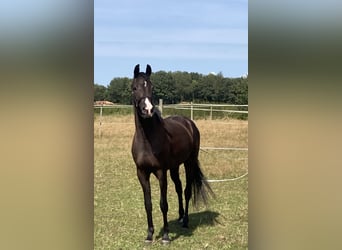 KWPN, Gelding, 3 years, 16,1 hh, Smoky-Black