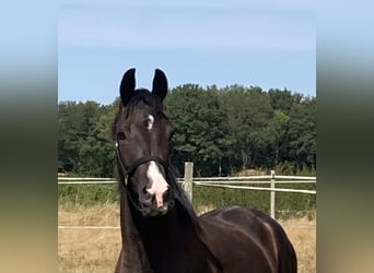 KWPN, Gelding, 3 years, 16,1 hh, Smoky-Black