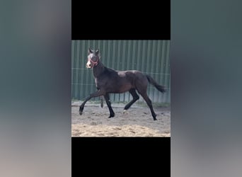 KWPN, Gelding, 3 years, 16,1 hh, Smoky-Black