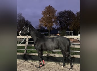 KWPN, Gelding, 3 years, 16,1 hh, Smoky-Black