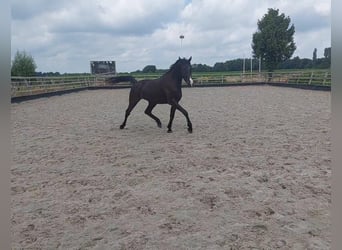 KWPN, Gelding, 3 years, 16,1 hh, Smoky-Black